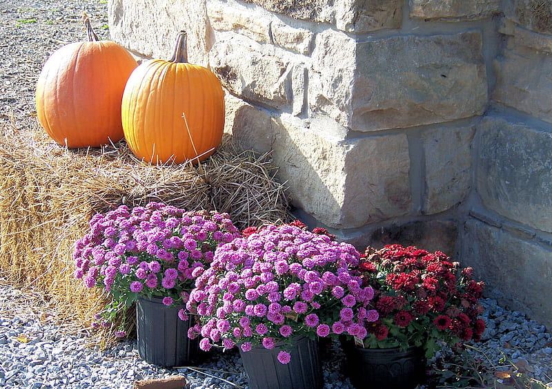 pumpkins and flowers, art , nice, two pumpkins, house corner, flowers in pots, HD wallpaper