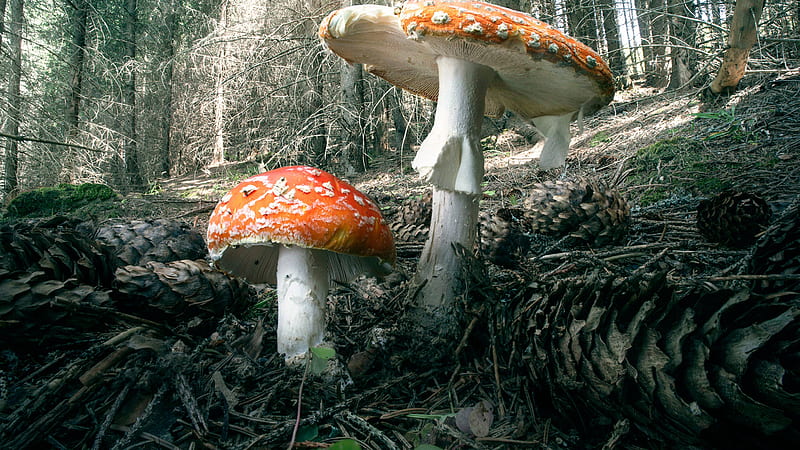 Closeup View Of Red White Mushrooms In Forest Background Mushroom, HD wallpaper