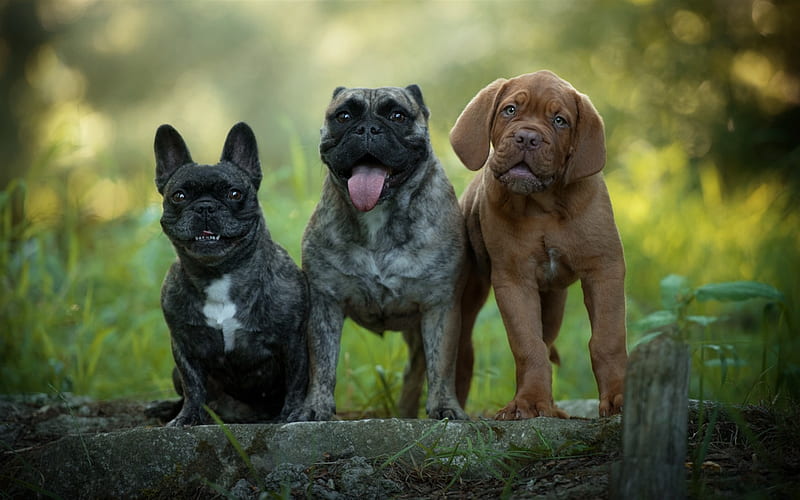 three small puppies, cute animals, Bordeaux mastiff, French Bulldog, small dogs, forest, pets, dogs, HD wallpaper