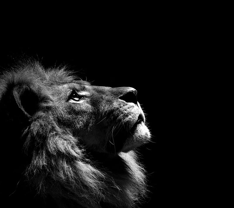 lion aslan gs, king, lions, HD wallpaper