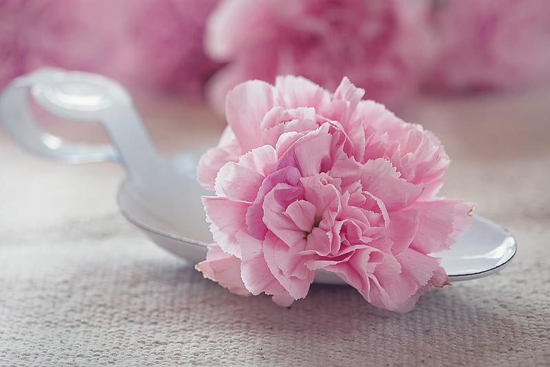 Carnation, spoon, flower, pink and white, pink, white, HD wallpaper
