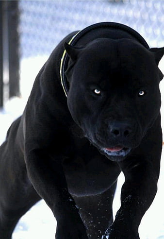 snarling black dog