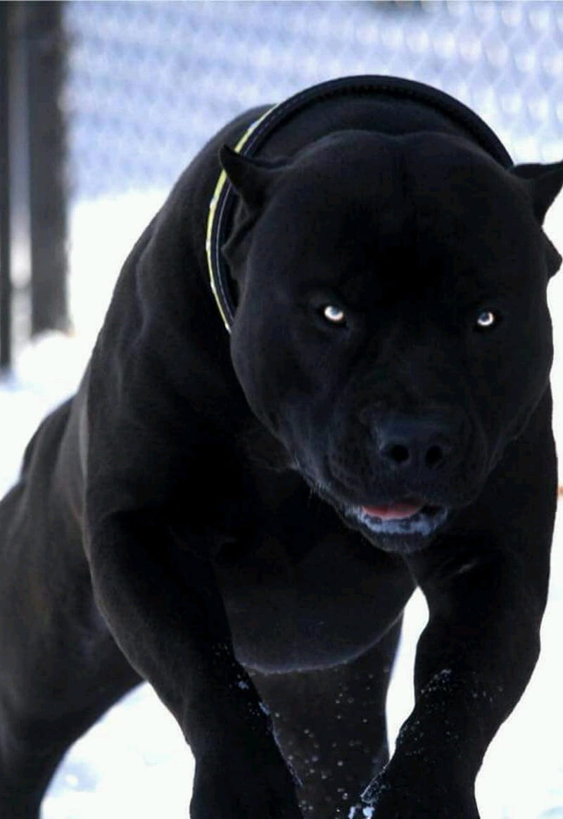 all black pitbull dog