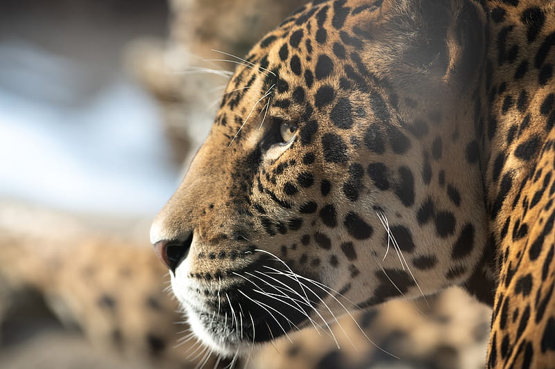 jaguar, big cat, muzzle, profile, look, HD wallpaper