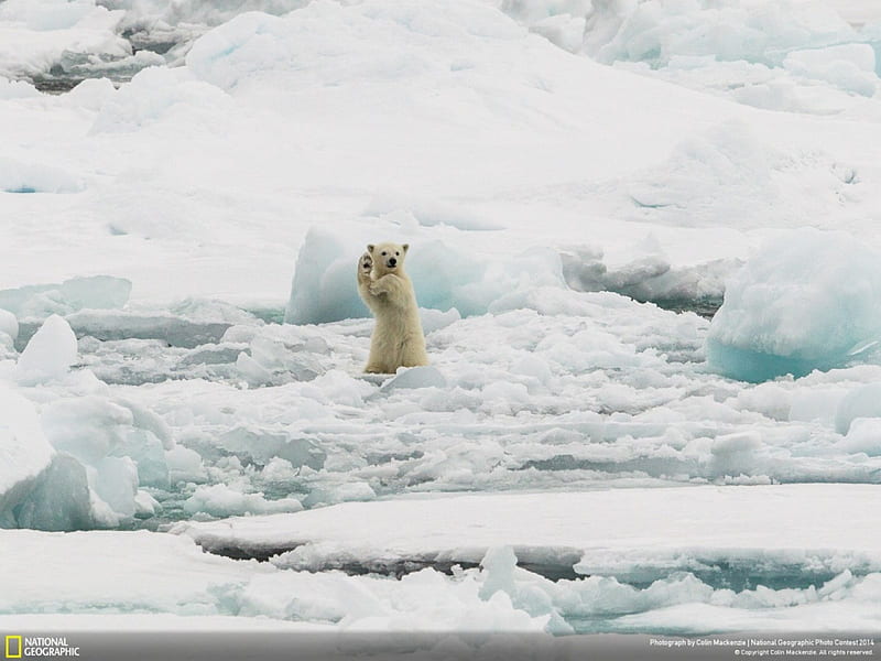Hello Guys!, arctic circle, bonito, winter, cute, snow, cub, ice, bears, white, polar bear, animals, north pole, HD wallpaper