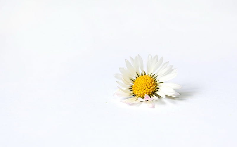 Daisy in the snow, artistic , high definition, yellow, bonito, seasons, minimalism graphy, nice, pistils, flowers, beauty, art, amazing minimalist, abstract, winter, cool, snow, flower, awesome, petals, daisy, HD wallpaper