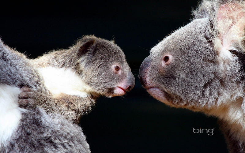 *** Koala bears ***, misie, koala, zwierzeta, ladowe, HD wallpaper
