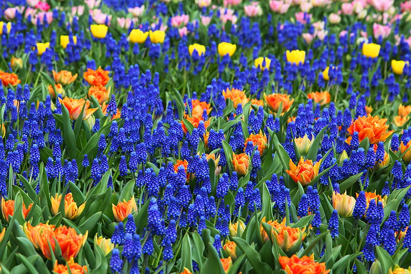 Spring Flowers at Keukenhof Gardens, Spring, Flowers, Gardens, Nature, HD wallpaper