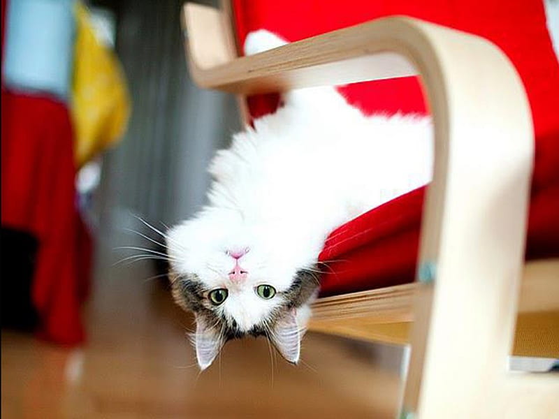acrobatic kitty:), acrobatic, kitty, HD wallpaper
