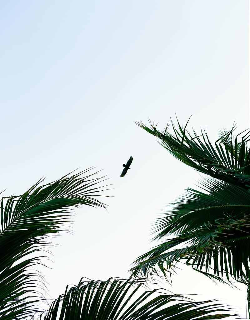 bird, palm trees, branches, sky, flight, HD phone wallpaper