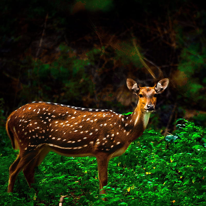 Spotted deer, cute, deer, ganeshgraphy, india, intothewild, outdoors, graphy, wild, wildlife graphy, HD phone wallpaper