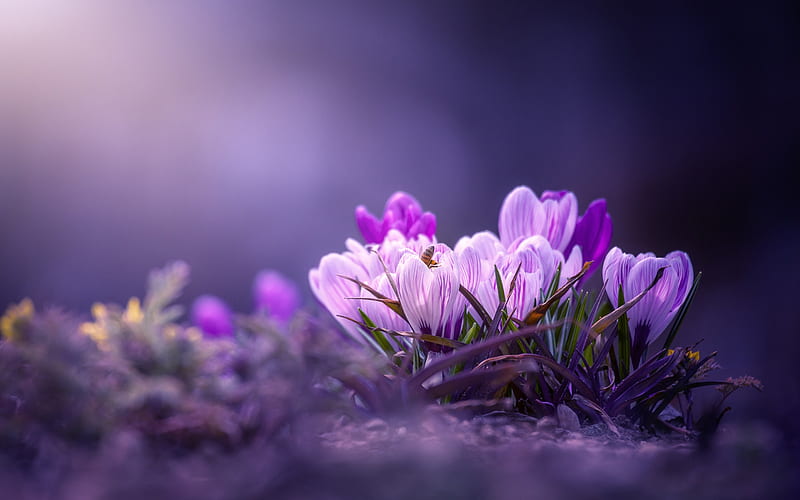 pink crocuses, spring flowers, purple floral background, crocuses, spring, forest, blur, morning, HD wallpaper