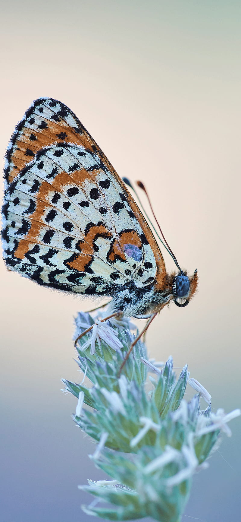 Butterfly iPhone, Small Butterflies, HD phone wallpaper