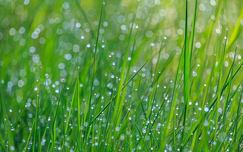 grass, dew, drops, wet, green, HD wallpaper