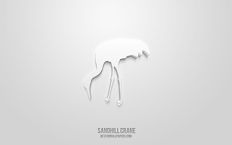 Sandhill crane 3d icon, white background, 3d symbols, Sandhill crane, Animals icons, 3d icons, Sandhill crane sign, Animals 3d icons, HD wallpaper