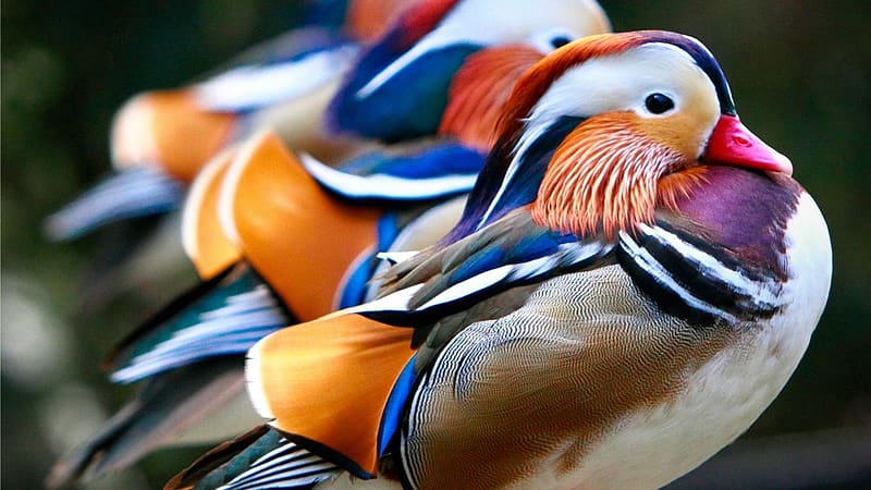 Birds, Animal, Mandarin Duck, HD wallpaper