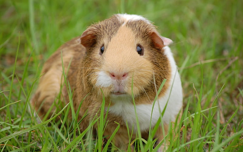 guinea pig, blur, grass, animal, HD wallpaper