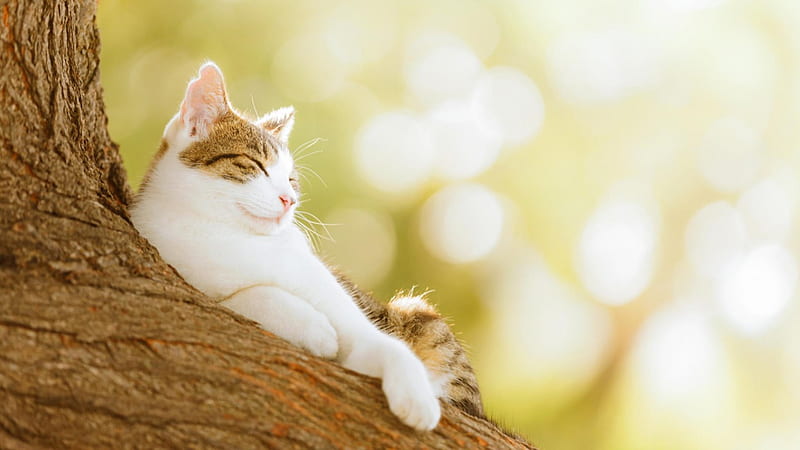*** Cat on tree ***, cat, cats, animals, animal, HD wallpaper