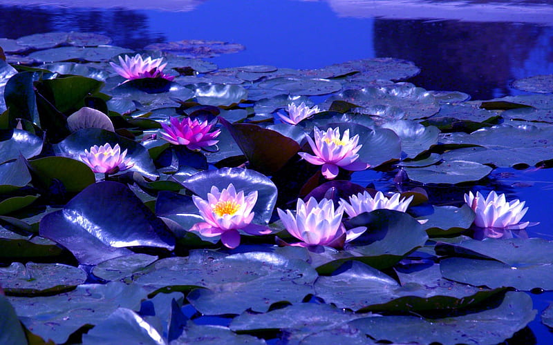 MIDNIGHT BLOSSOMS, pond, leaves, lotus, pads, night, HD wallpaper