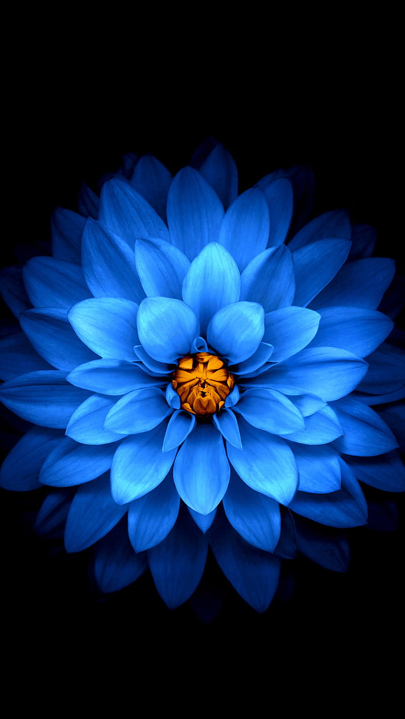 Blue flower, blue flower, dark, background, HD phone wallpaper ...