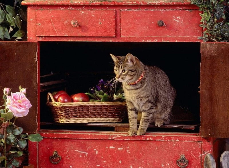 Tabby Cat, cupboard, roses, fruit basket, cat, rabbit statue, HD wallpaper