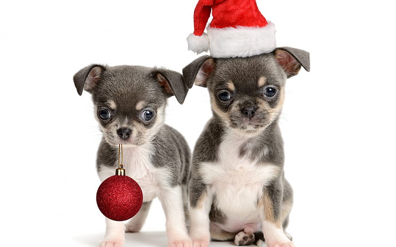 New Year, 2018, puppies, small dogs, Christmas, Year of the dog, Chinese calendar, cute animals, 2018 concepts, HD wallpaper