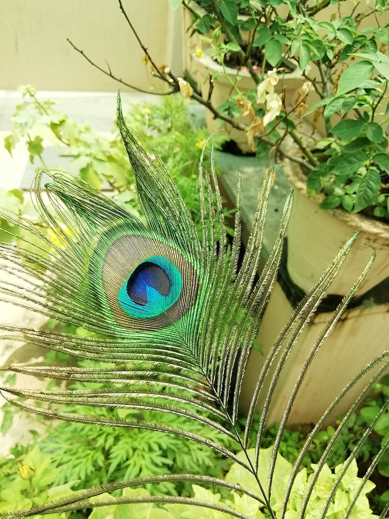 Peacock feature, feather, peacock features, HD phone wallpaper