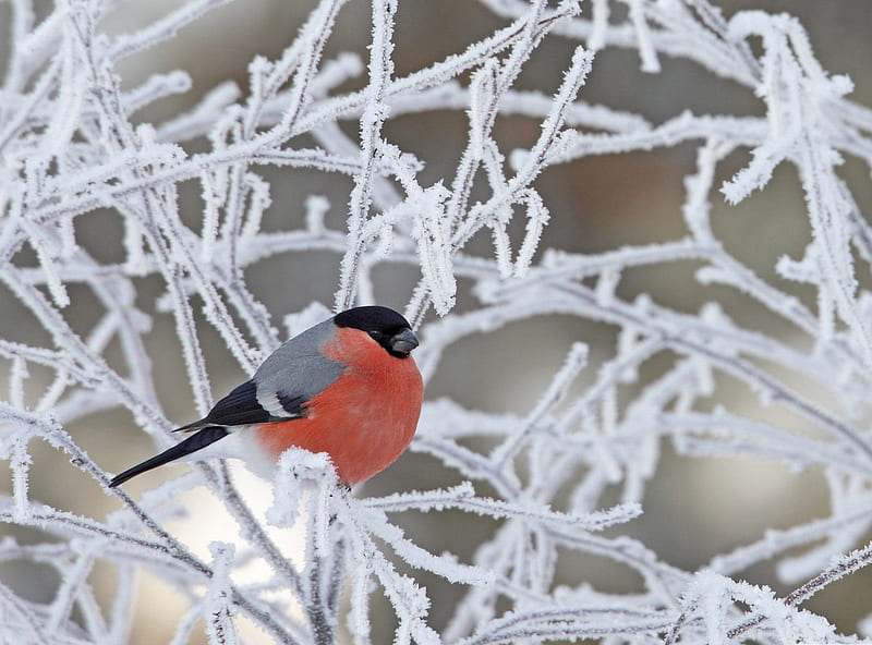 Bullfinch Tree Cold Winter, red, bullfinch, gray, pose, bonito, seasons, cold, graphy, nice, animals, amazing, cores, colors, birds, black, trees, winter, cool, icy, ice, awesome, nature, frozen, HD wallpaper