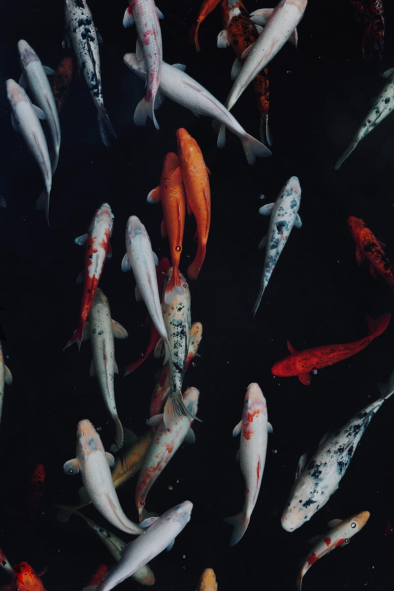 fish, swimming, underwater world, colorful, HD phone wallpaper