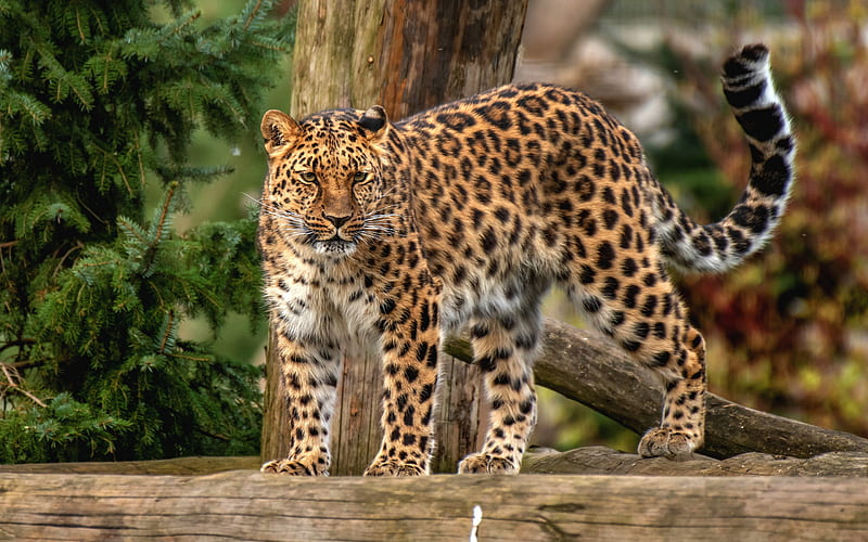 leopard, wildcat, predator, wildlife, wild animals, forest, HD wallpaper