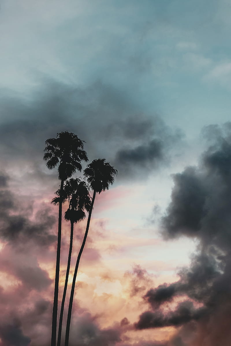 Purple Palms, Bomb, ambient, awesome, black, cloud, clouds, cool