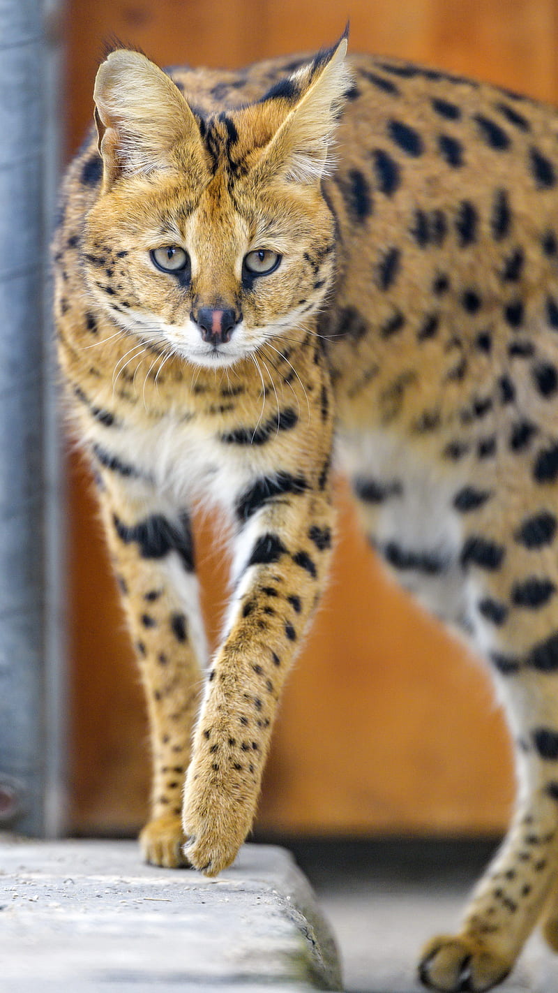 serval, cat, animal, wild, HD phone wallpaper