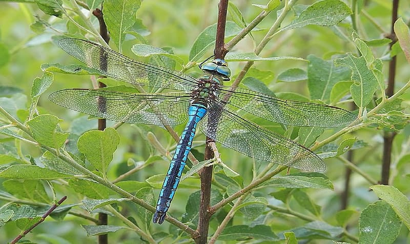 Anax imperator, Animals, Dragonfly, Insects, entomology, HD wallpaper