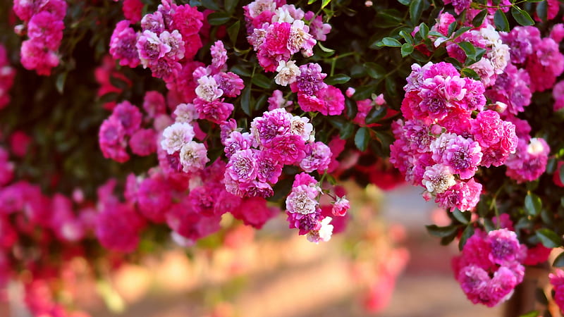 Pink Roses Shrubs Spring Background Spring, HD wallpaper