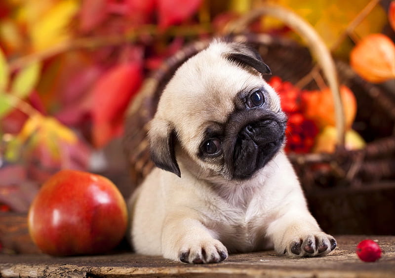 Cute pug puppy, fall, autumn, adorable, sweet, cute, leaves, pug, puppy, dog, HD wallpaper