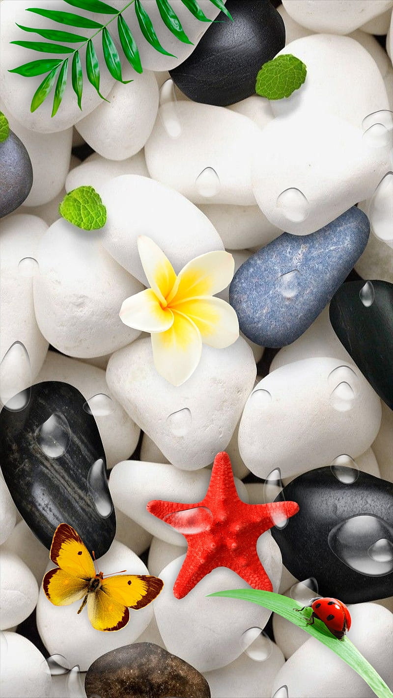 Zen stones, butterfly, droplets, flower, green leaves, pebbles, starfish, stones, water drops, white, zen, HD phone wallpaper