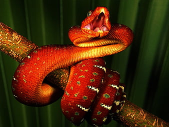 Orange Snake, cobra, snake, animal, HD wallpaper | Peakpx