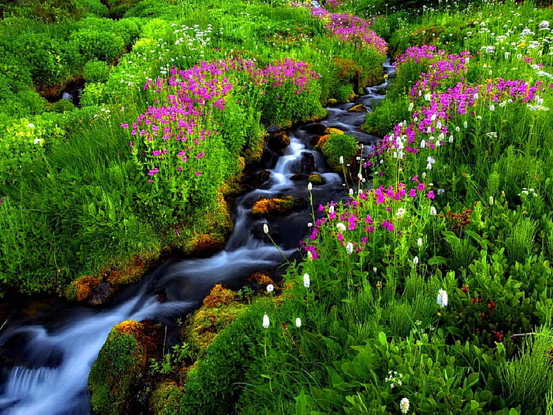 Walking in wonderland, stream, pretty, grass, bonito, nice, green, flowers, river, lovely, greenery, wonderland, creek, waters, paradise, summer, walking, nature, walk, HD wallpaper