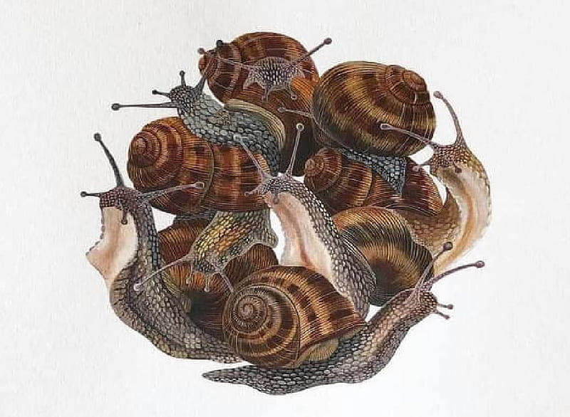 Snails, Malacology, Mollusks, Gastropods, Zoology, HD wallpaper