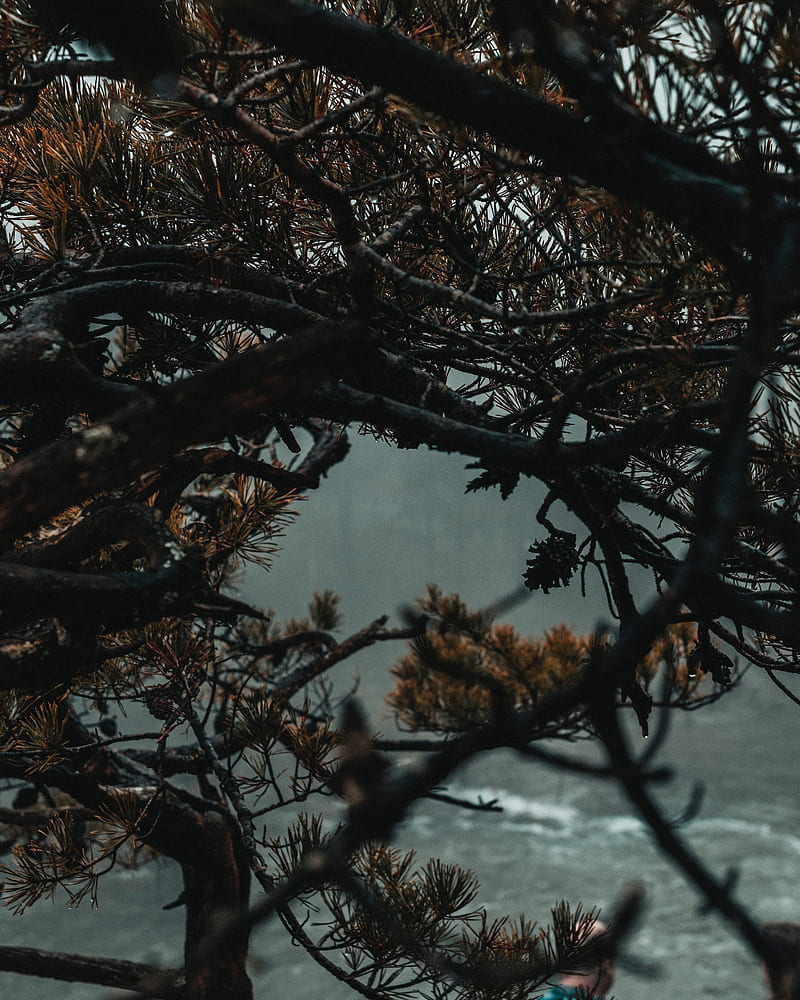 branches, tree, fog, needles, HD phone wallpaper