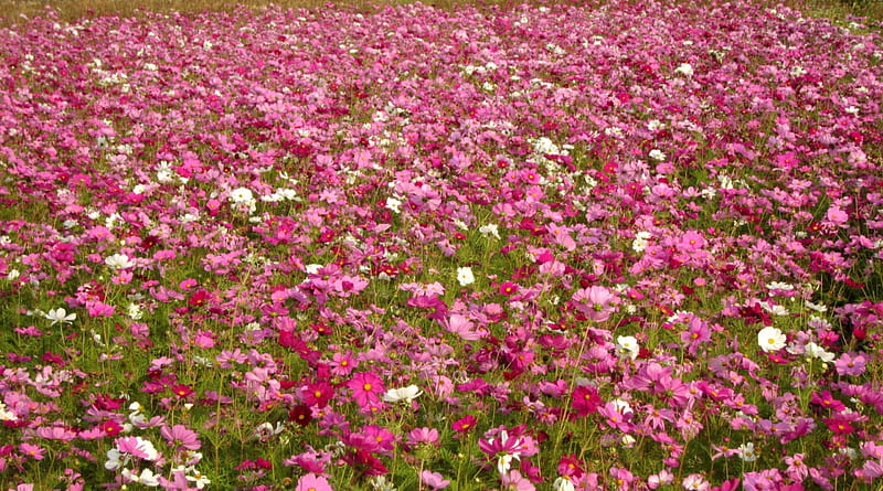 Cosmos flower fields, colorful, Cosmos flower, bonito, pink, HD wallpaper