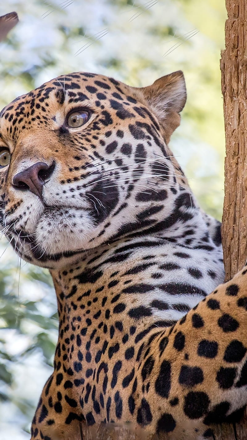 Jaguar leopard, lion, graphy, tiger, wild, HD phone wallpaper