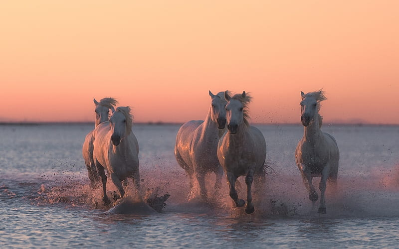 Horses, cal, water, summer, running, horse, pink, animal, sea, HD wallpaper