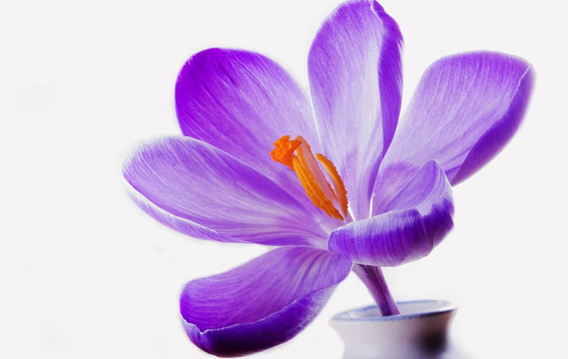 PurpleHaze Flower, flower, nature, purple, haze, HD wallpaper