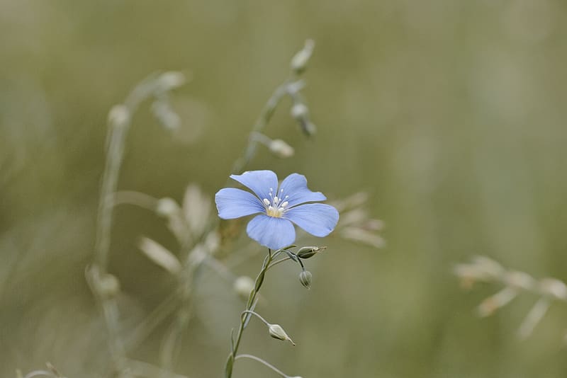 flax, flower, petals, blue, HD wallpaper