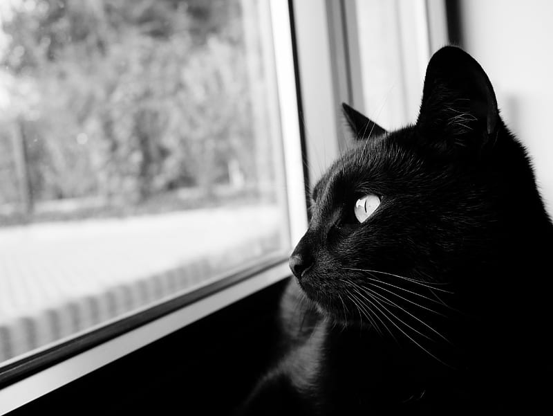 cat, bw, black cat, black, muzzle, HD wallpaper