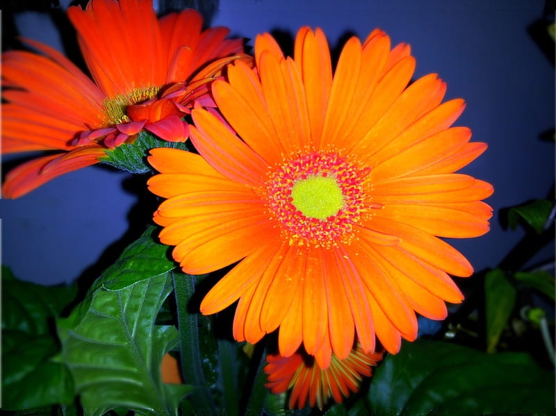naranja, orange, flowers, nature, bonito, daisy, HD wallpaper