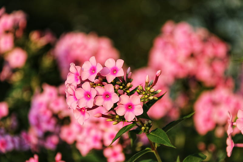 Pink cluster flowers, HD wallpaper | Peakpx