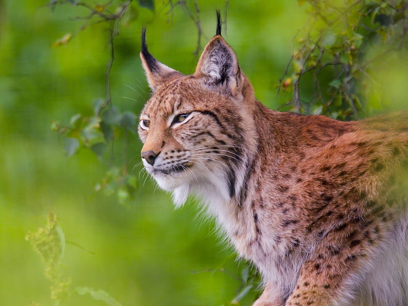 Cats, Lynx, Wildlife, predator (Animal), HD wallpaper