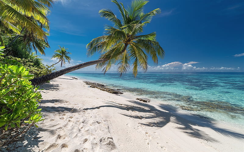 palm tree, tropical island, summer landscape, ocean, azure coast, seascape, tropics, HD wallpaper